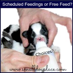 Free Feeding or Scheduled Meal Times?