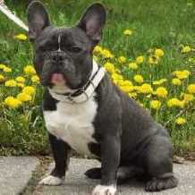 Most popular dog breeds link