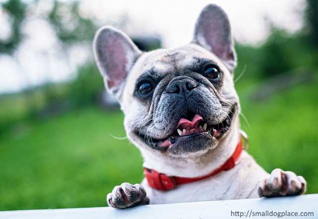French Bulldog French Bulldog