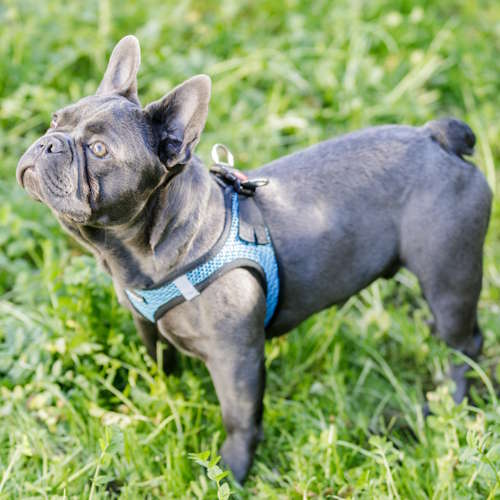 A gray French Bulldog is standing in a field of grass