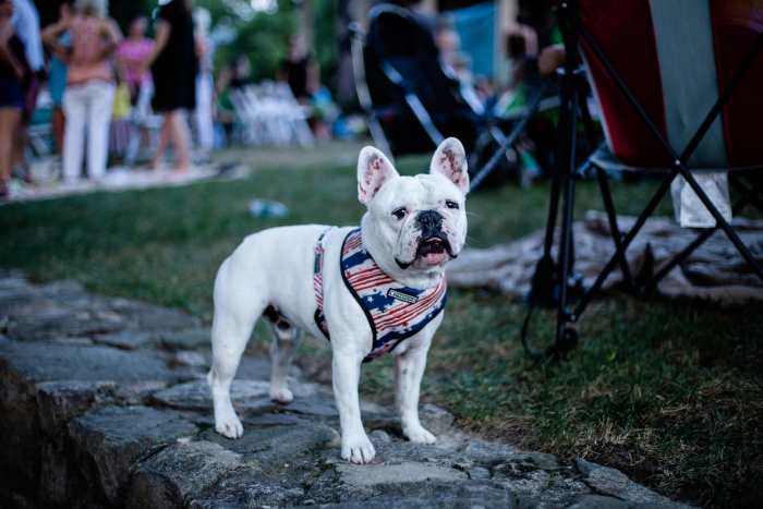 This French Bulldog is wearing a red, white, and blue harness.