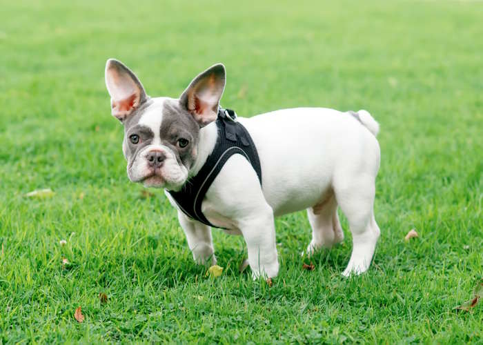 This French Bulldog is wearing a red, white, and blue harness.