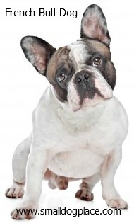 French Bull Dogs are a good choice for families with children