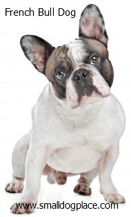 Französische Bulldoggen sind eine gute Wahl für Familien mit Kindern