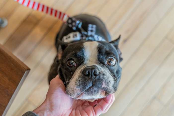 A French Bulldog is wearing his harness attached to the leash and is peering directly into the camera.