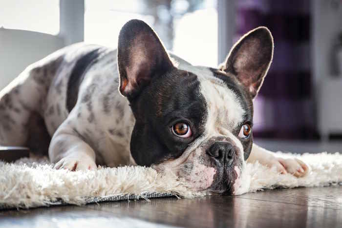 A french bulldog is lying on a thick rug