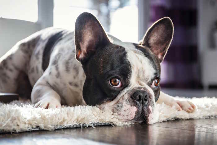 A french bulldog is lying on a thick rug A french bulldog is lying on a thick rug