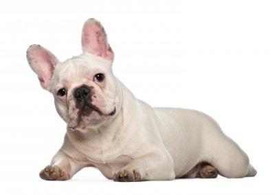 White French Bulldog