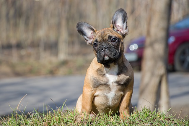 French Bulldog french-bulldog-spring-break4.jpg