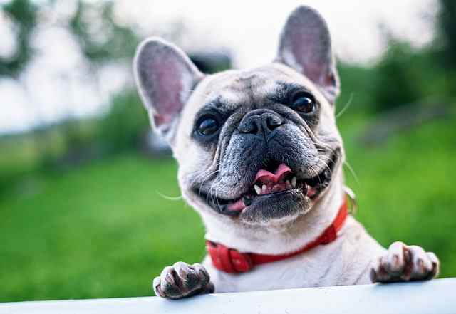 The friendly French Bulldog can put a smile on even the sickest patients.