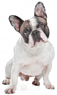 Frenh Bulldog Frenh Bulldog
