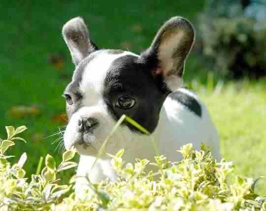 French Bulldog Puppy French Bulldog Puppy