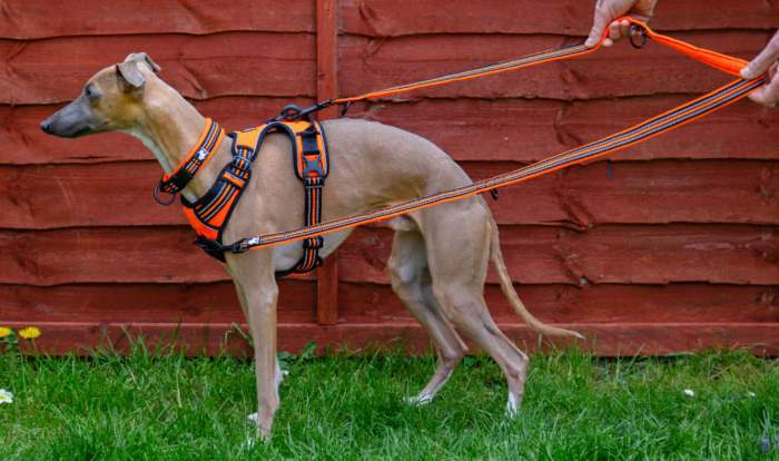 Double ended dog leash on a young greyhound.