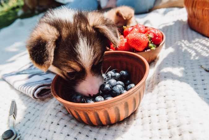 A small puppy is enjoying blueberries and strawberries during a picnic