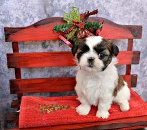 puppy present ideas