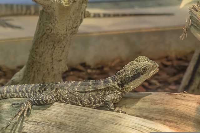 A small gecko as a house lizard pet resting in his enclosure