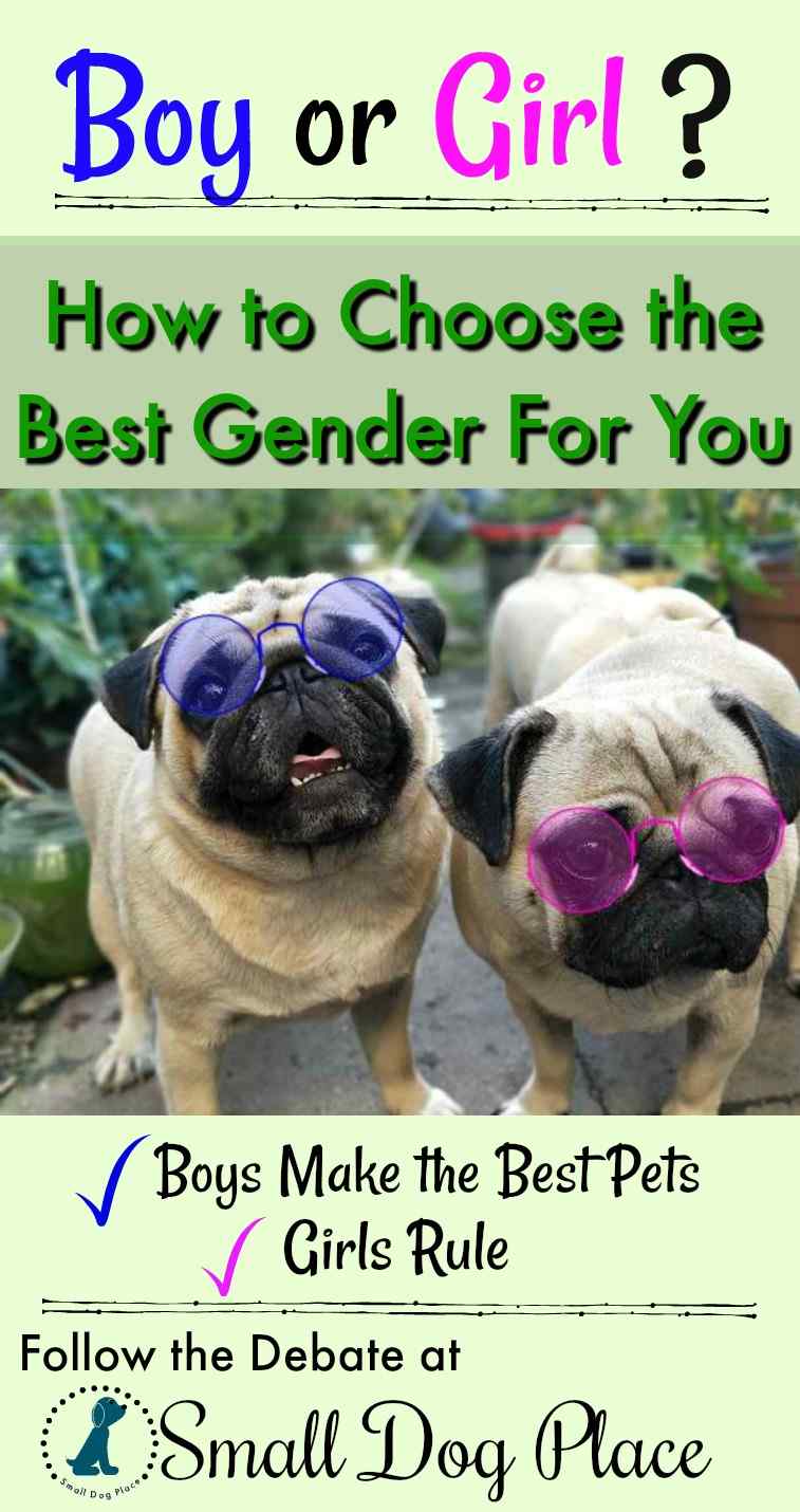 How to Choose the Gender of your new dog