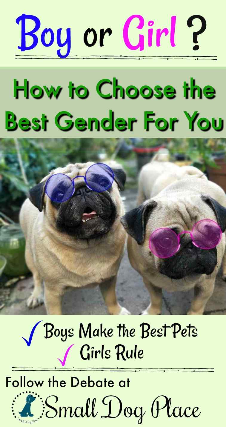 should you get a girl or boy dog