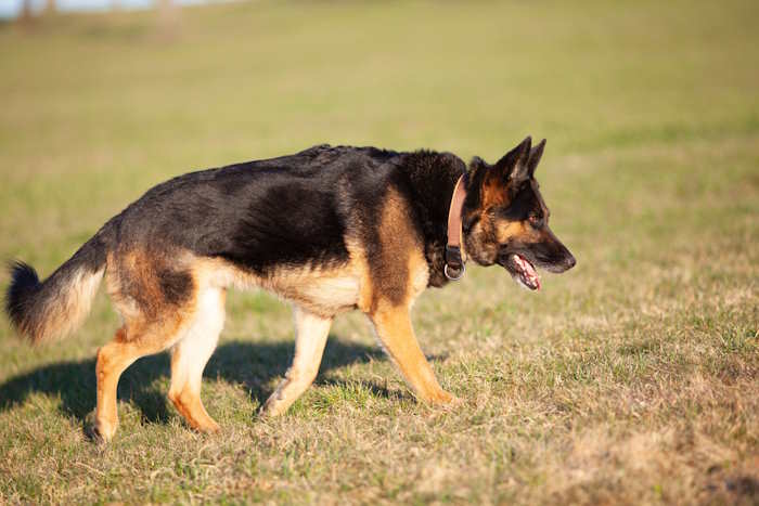 An older German Shepherd dog is walking across a field of grass