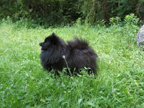 Black German Spitz