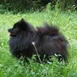 Black German Spitz dog standing on the grass