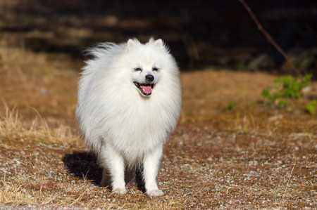 A White German Spitz, Mittel