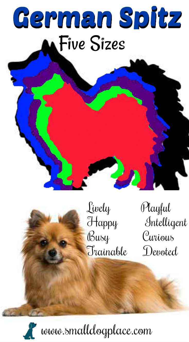 german spitz colours