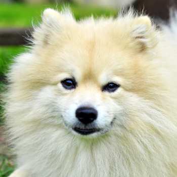 German Spitz Klein