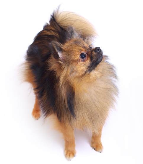 A German Spitz Klein, Black and Tan