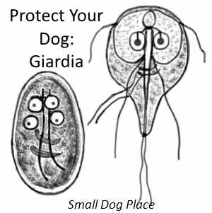 Giardia in Dogs: cyst and trophozoite stages