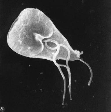 A scanned electron micrograph if Giardia produced at the Centers for Disease Control and Prevention