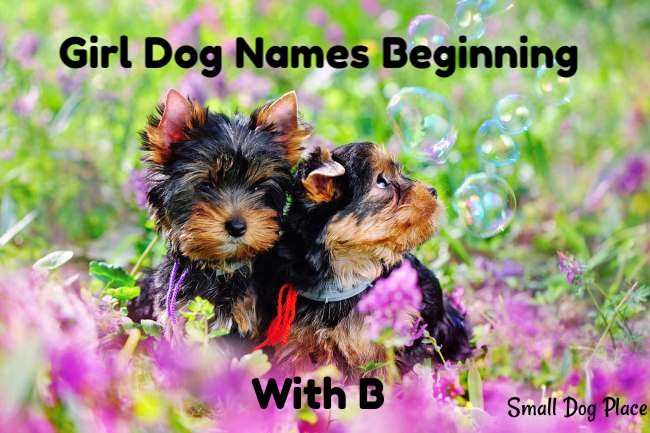 Girl Dog Names Beginning with B