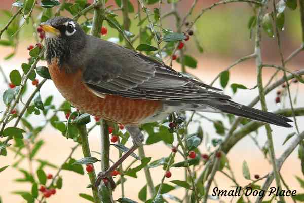 An American robin is perched on a tree of red berries.