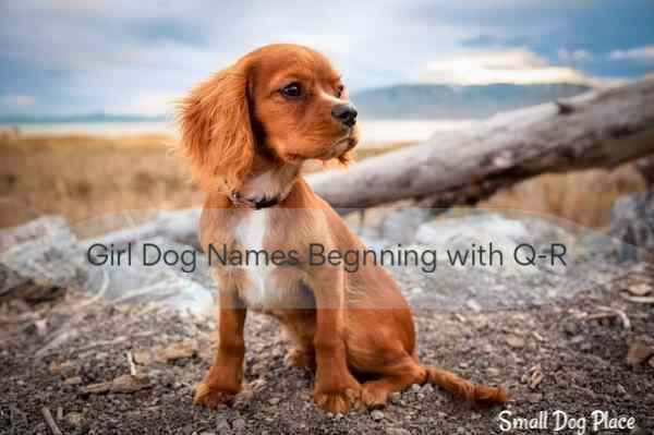 Girl Dog Names Beginning with Q-R A female dog is sitting on a beach overlooking the ocean.