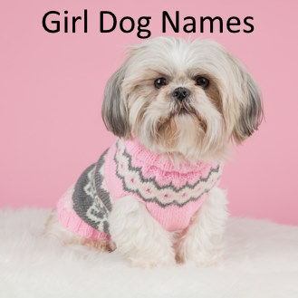 Girl Dog Names