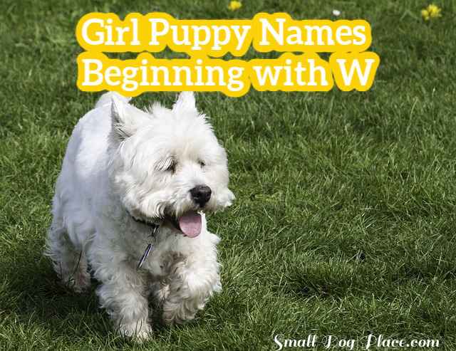 Girl Puppy Names Beginning with W