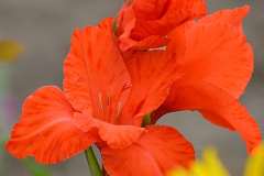 Gladiola Gladiola