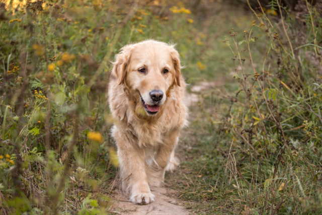 A young golden retriever dog is walking along a wooded path