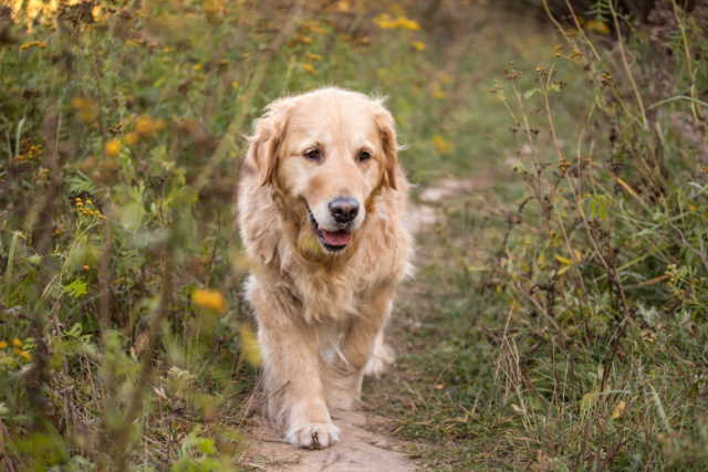 Golden Retriever A young golden retriever dog is walking along a wooded path