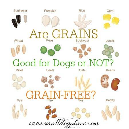 is grain free food better feeding dogs guide to small breed diet is grain free food better feeding dogs guide to small breed diet