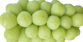 Grapes and Raisins are toxic to dogs.