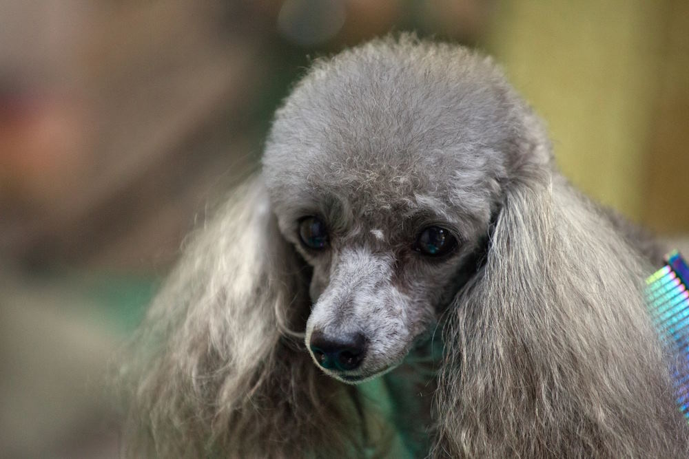 Gray, miniature poodle