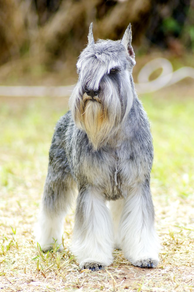 Gray Miniature Schnauzer