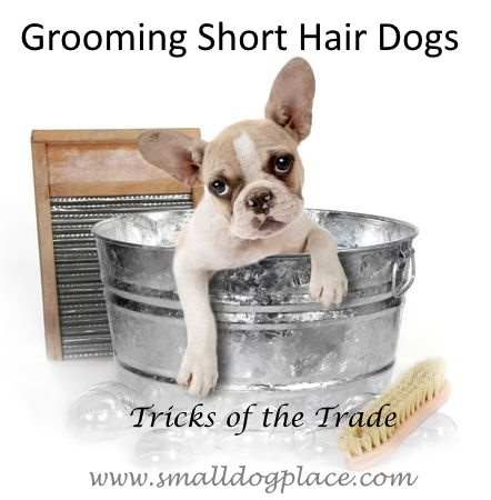 Grooming Short-haired Dogs:  What You Should Know
