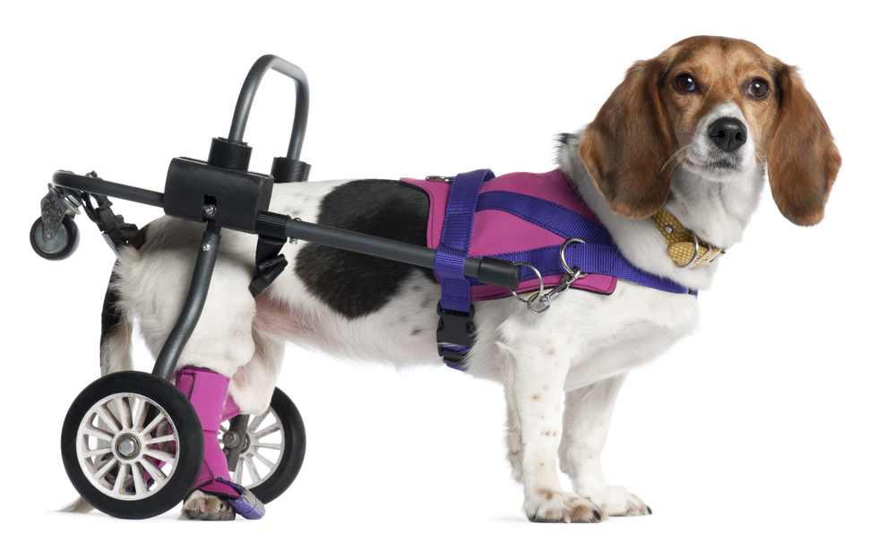 This beagle is handicapped but is being helped with a wheelchair.