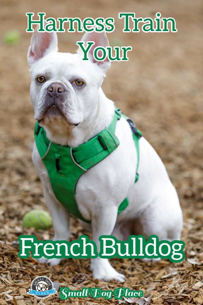 Harness Train Your French Bulldog Pin