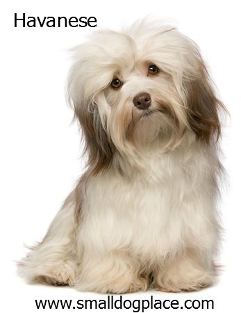 Havanese:  Small Breed Dog that is good with children