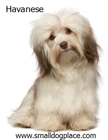 Havanese: Kleine Rasse Hund, der gut mit Kindern ist