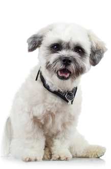 Havanese