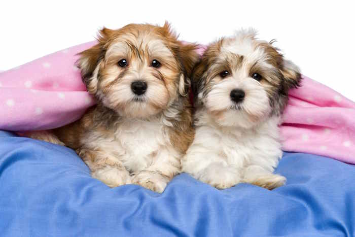 Two havanese puppies sitting between two puppies